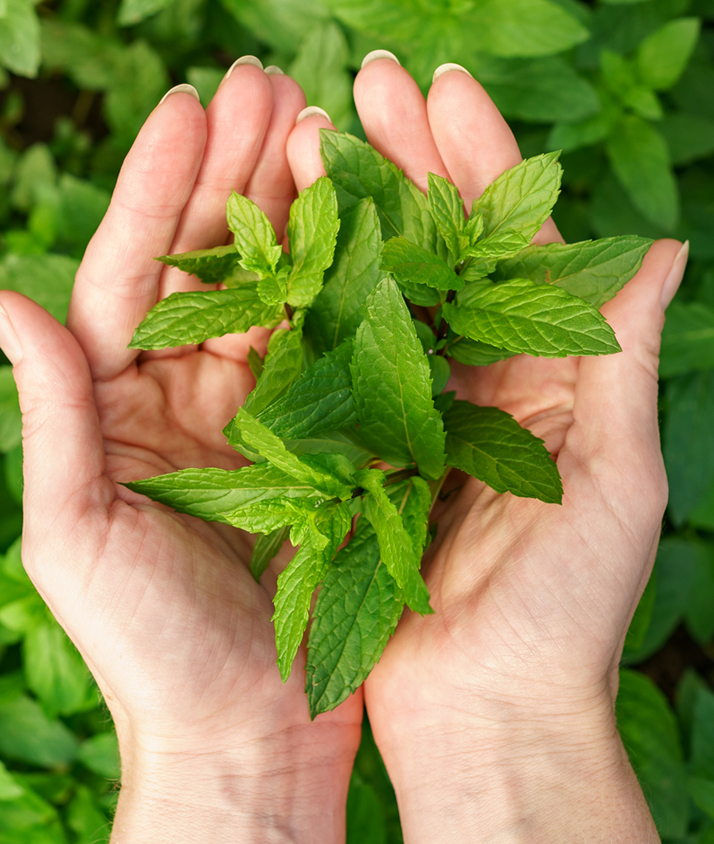 Zwei Hände halten geschlossen einige Minzblätter offen nach oben