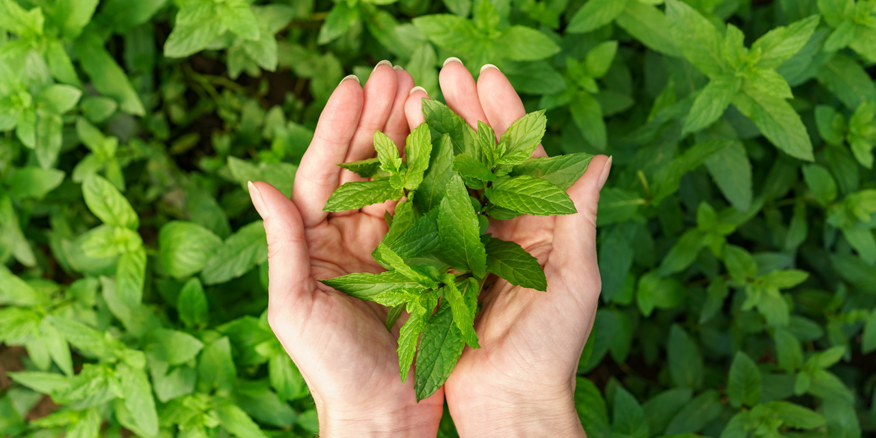 Zwei Hände welche Pfefferminzblätter tragen